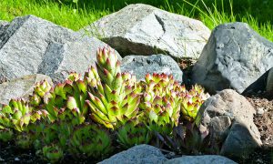 The 5 Best Ways to Use Rocks in Your Landscape | Wilson Blacktop