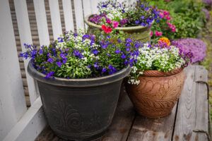 3 Containers with flowers