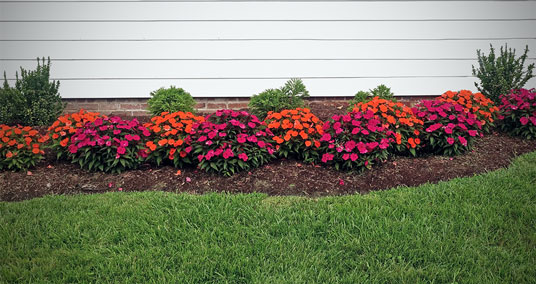 Orange and pink flowers in landscaping