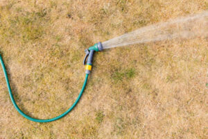 Garden hose spraying water on brown grass