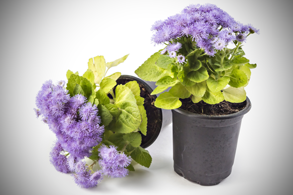 Ageratum has a mosquito-repelling scent when the leaves are crushed