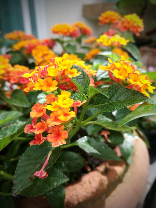 Lantana is attractive to all kinds of butterflies, hummingbirds, and other pollinators while being deer resistant.