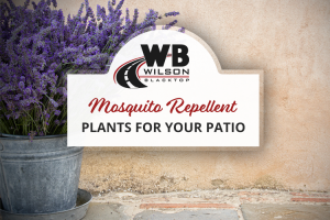 Bucket full of lavender with plaque saying Mosquito Repellent Plants for your Patio