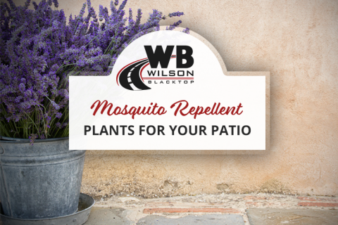 Mosquito Repellent Plants for Your Patio