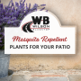 Mosquito Repellent Plants for Your Patio