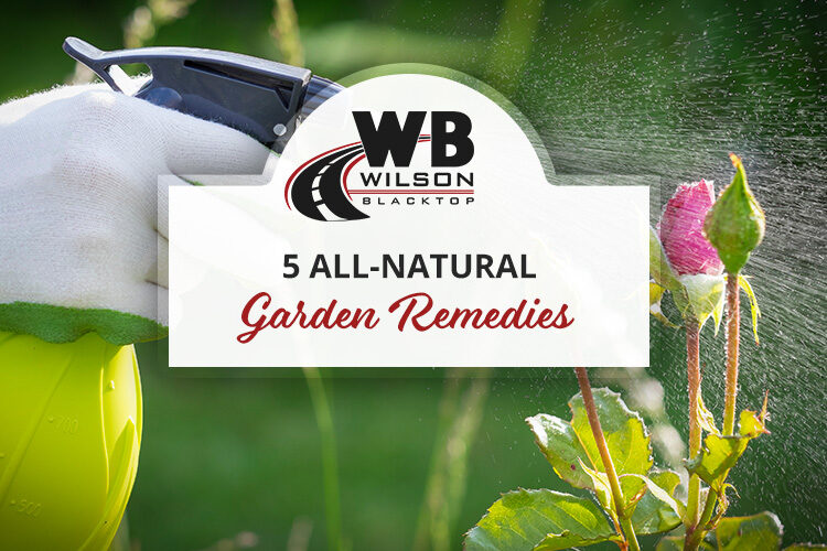 5 All-Natural Garden Remedies