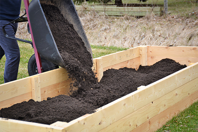 Wheelbarrow dumping dark topsoil into a raised garden bed