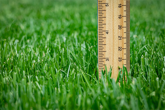 Measuring height of grass in lawn. Lawncare, mower cutting height, and healthy lawn concept.