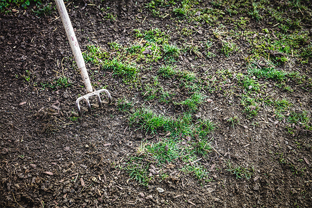 rake on withered and disease grass