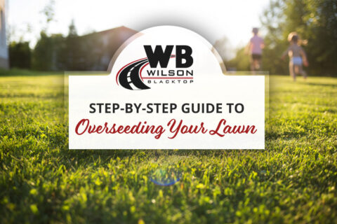 Step-by-Step Guide to Overseeding Your Lawn